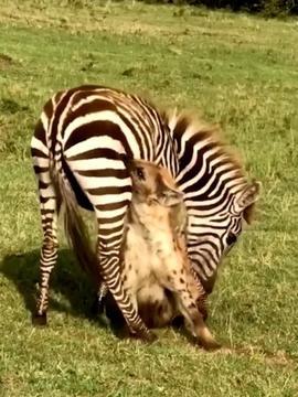 动物视频动物世界