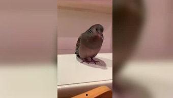 灰燕鸟叫声视频,自然旋律中的和谐篇章