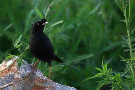 八哥捻舌视频,可爱指数爆表！